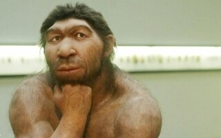 Study Shows Human Ancestors Walked Upright 7 Million Years Ago